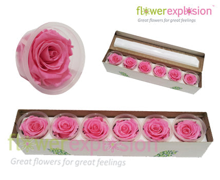 Light Pink Preserved Rose