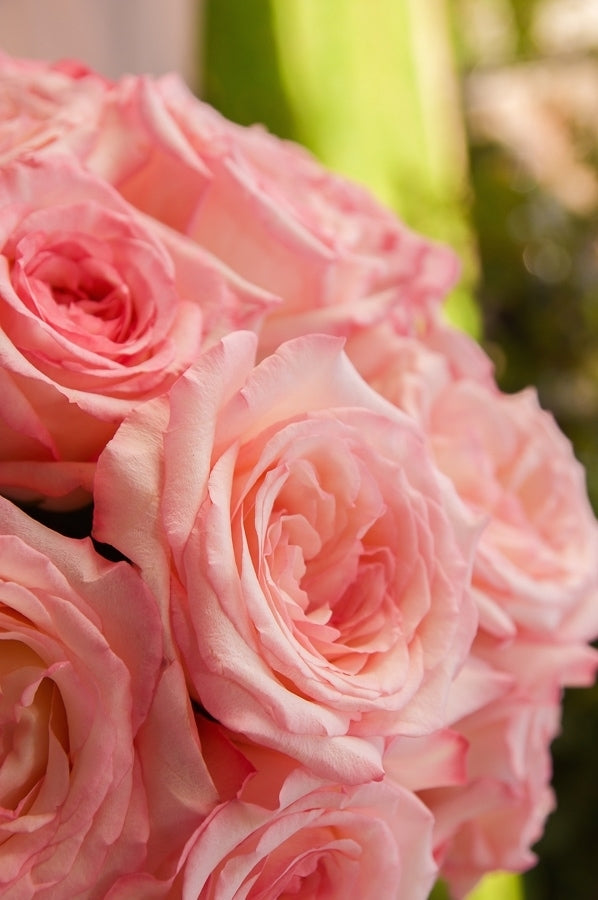 Like a Virgin Garden Roses