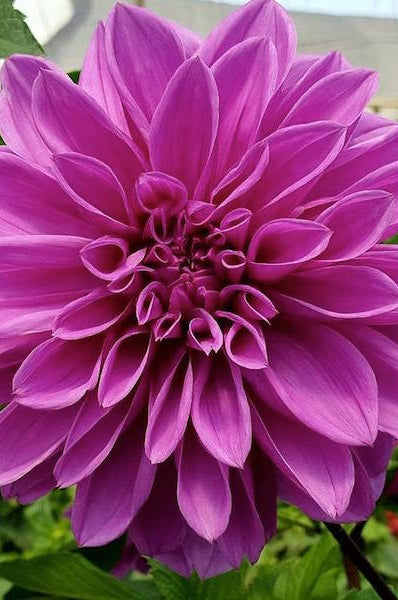 Pink Lavender Dahlia