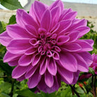 Pink Lavender Dahlia