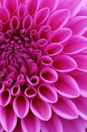 Pink Lavender Dahlias