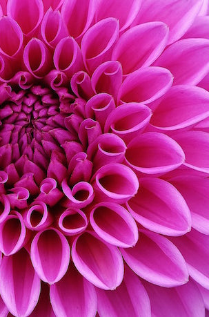 Pink Lavender Dahlias