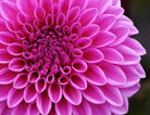 Pink Lavender Dahlias