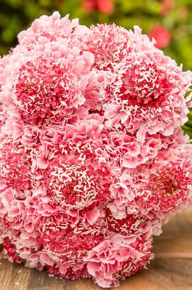 Pink Scabiosa Flowers