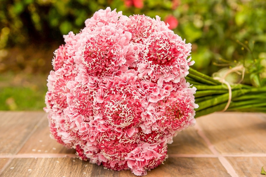 Pink Scabiosa Flowers