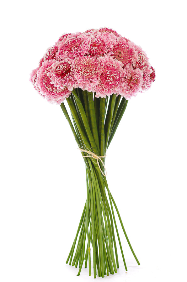 Pink Scabiosas