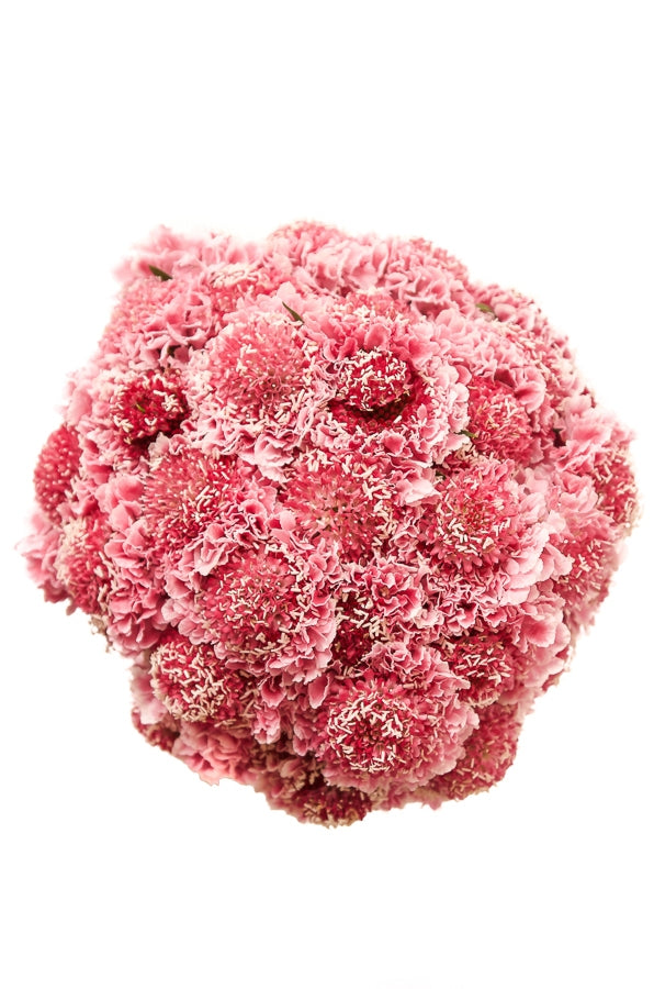 Pink Scabiosas Pincushion