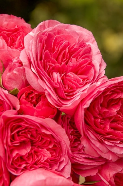 Pink Spray Garden Roses