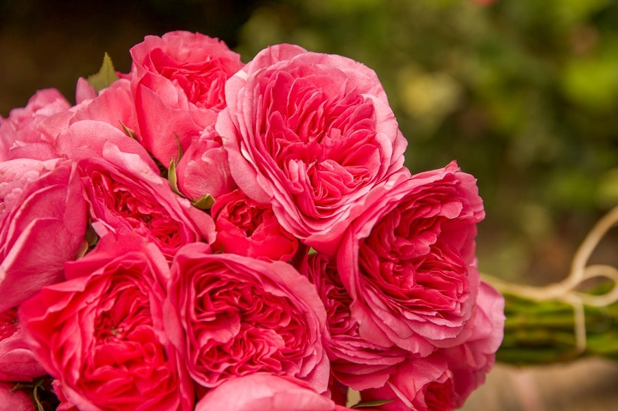 Pink Spray Garden Roses
