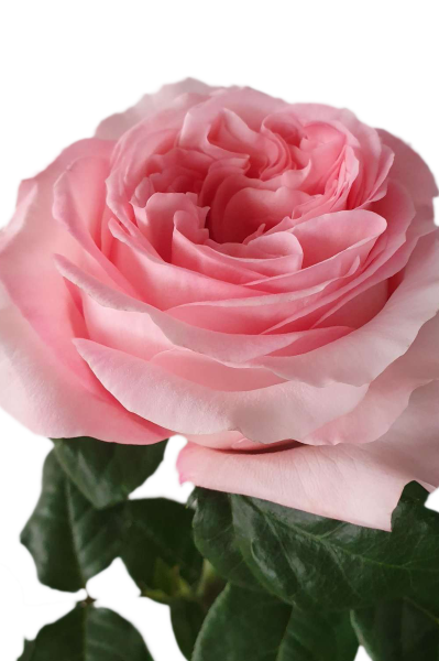 Pink X-Pression Garden Rose