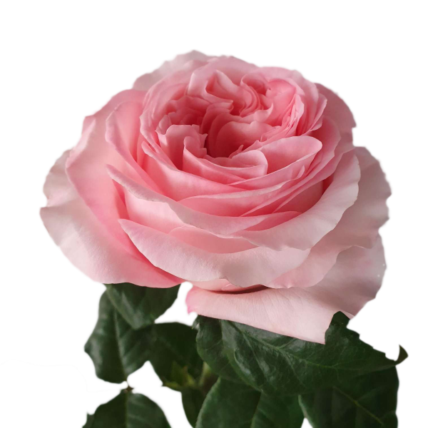Pink X-Pression Garden Rose