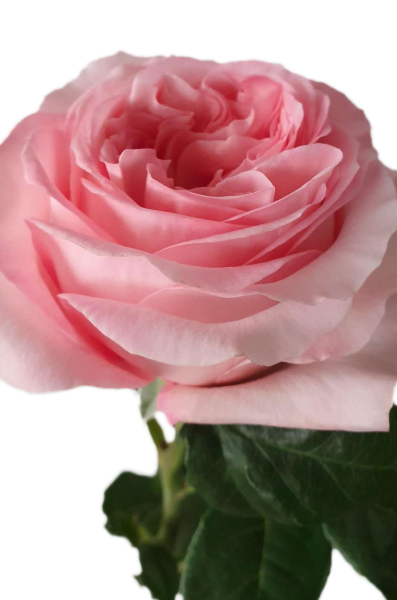Pink X-Pression