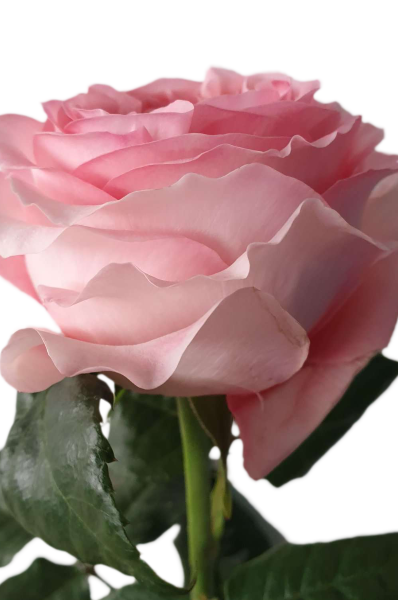 Pink Xpression Garden