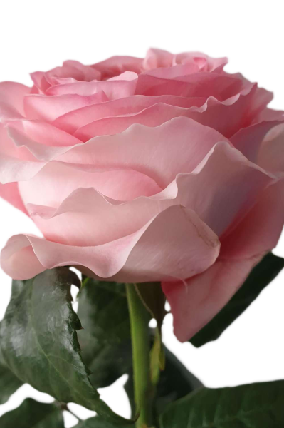 Pink Xpression Garden