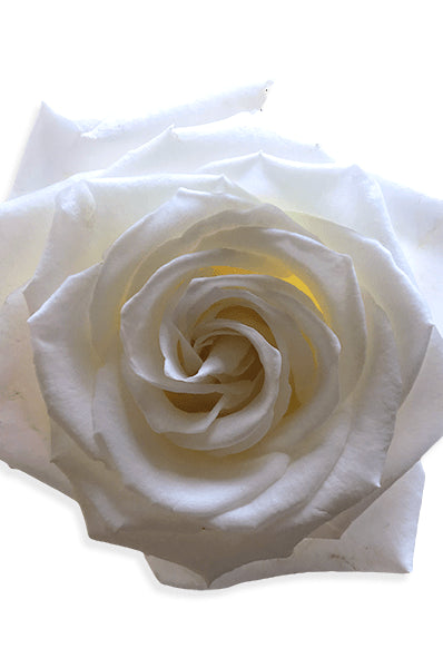 Playa Blanca White Rose