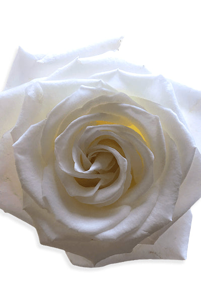 Playa Blanca White Rose