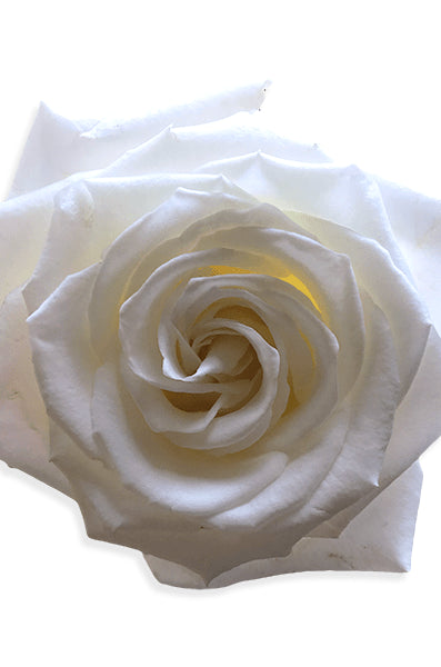 Playa Blanca White Rose