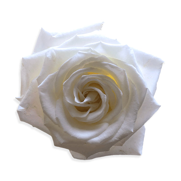 Playa Blanca White Rose