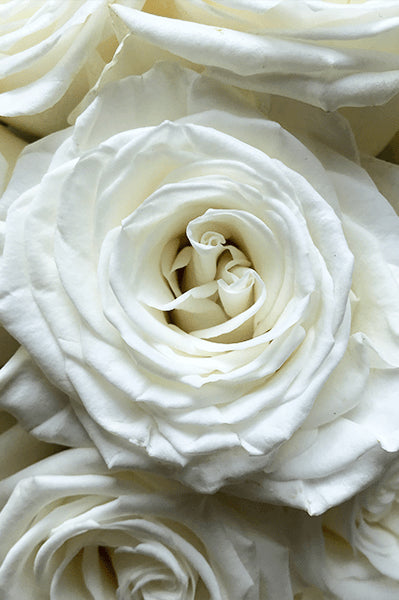 Playa Blanca White Roses