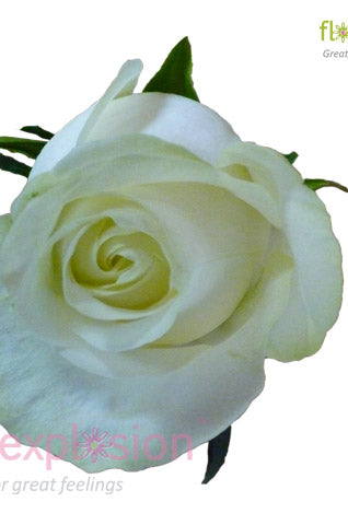 Polar Star White Rose