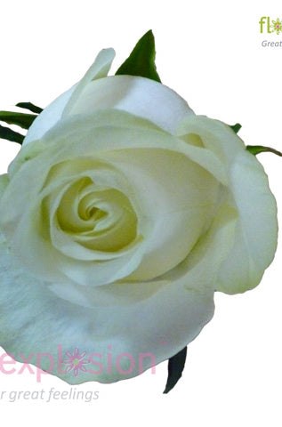 Polar Star White Rose