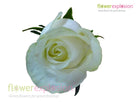 Polar Star White Rose