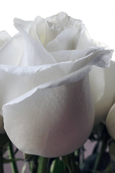 Pure White Rose Proud