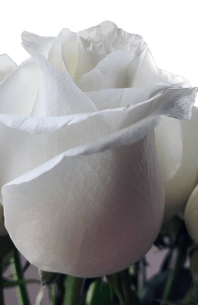 Pure White Rose Proud