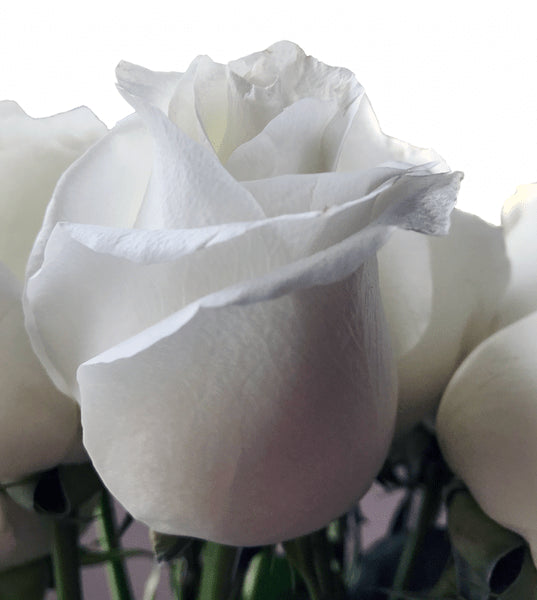 Pure White Rose Proud
