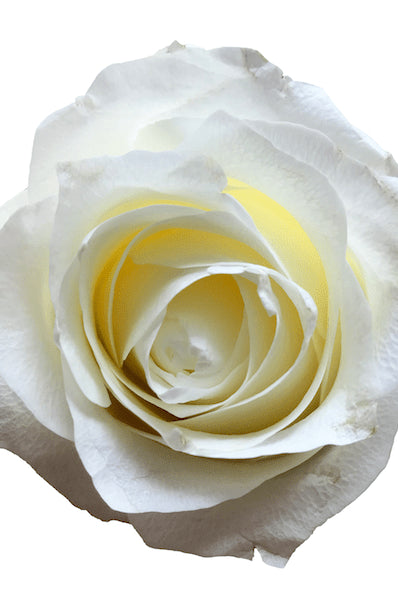 Proud White Rose