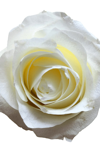 Proud White Rose