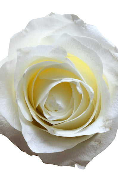 Proud White Rose