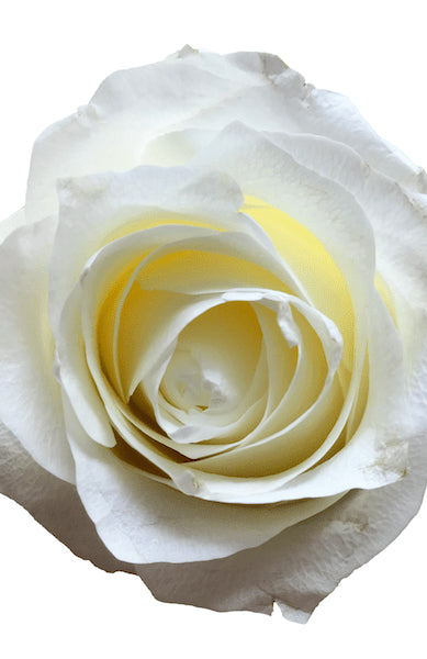 Proud White Rose