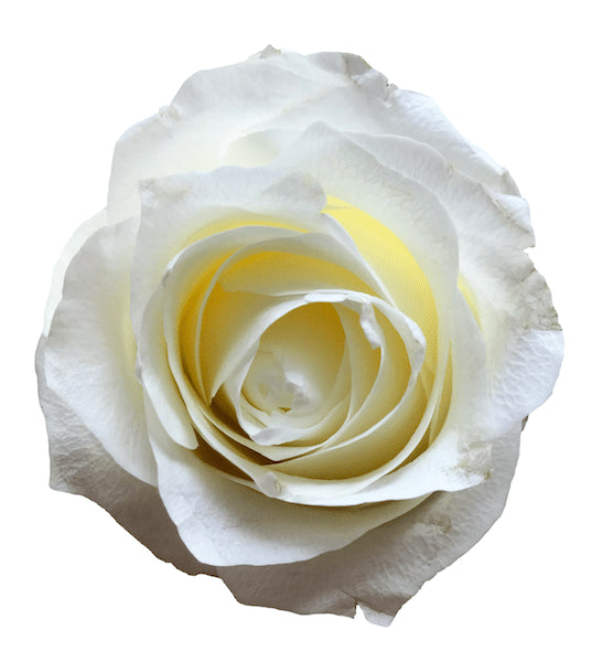 Proud White Rose