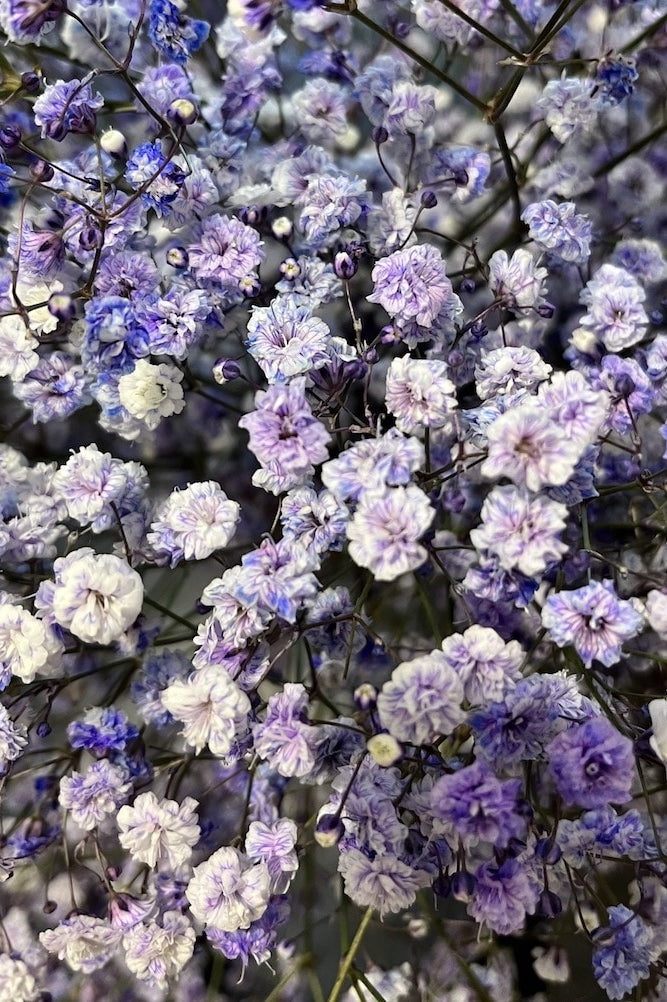 Purple Baby's Breath
