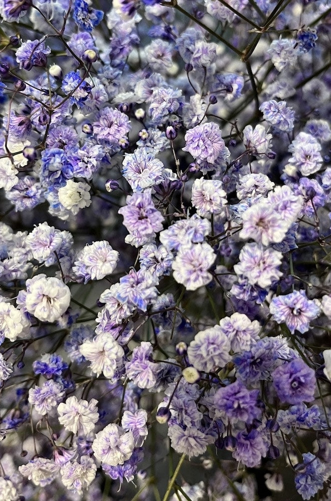 Purple Baby's Breath