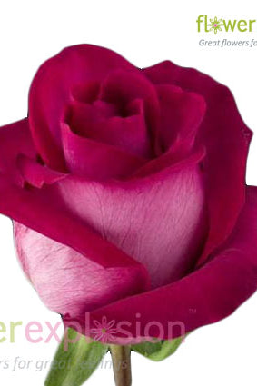 Purple Cezanne Rose
