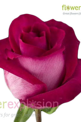 Purple Cezanne Rose