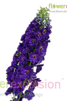 Purple Delphinium