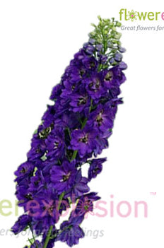 Purple Delphinium