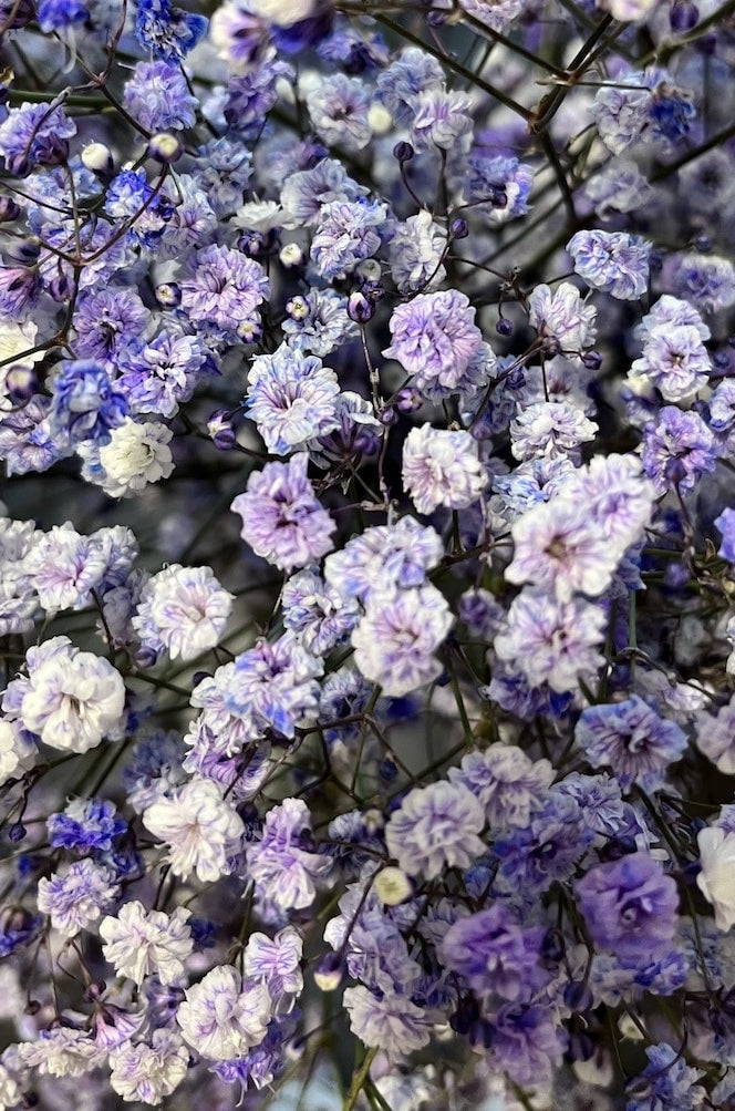 Purple Gypsophila