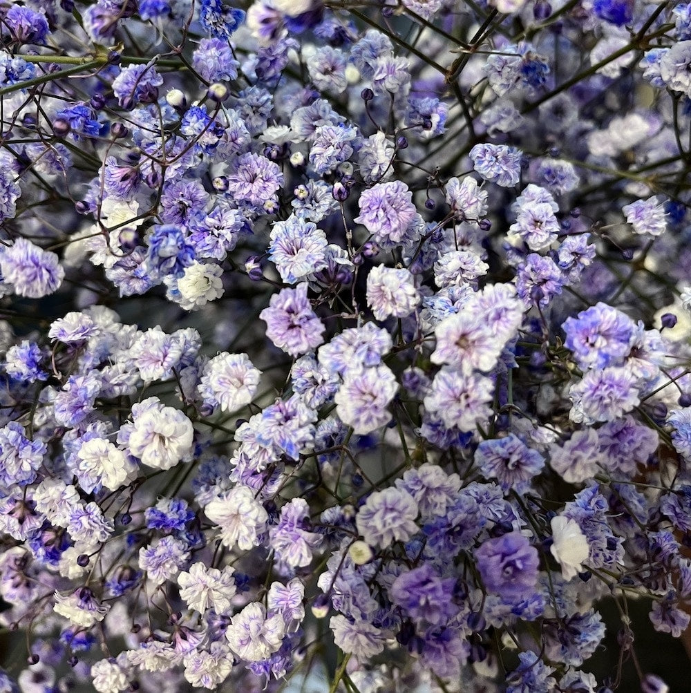 Purple Gypsophila