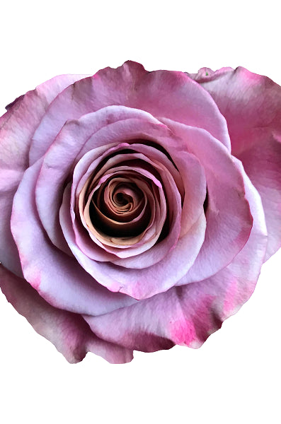 Purple Moon Rose