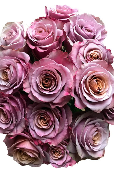 Roses Purple Moon