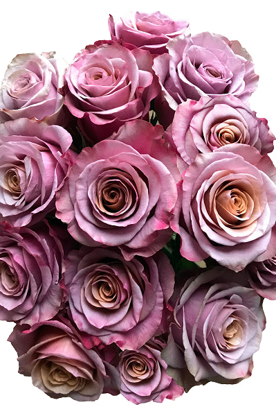 Roses Purple Moon