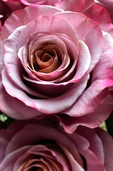 Vintage Purple Moon Rose