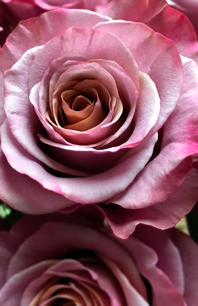 Vintage Purple Moon Rose