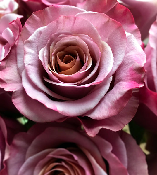 Vintage Purple Moon Rose