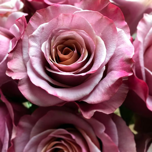 Vintage Purple Moon Rose