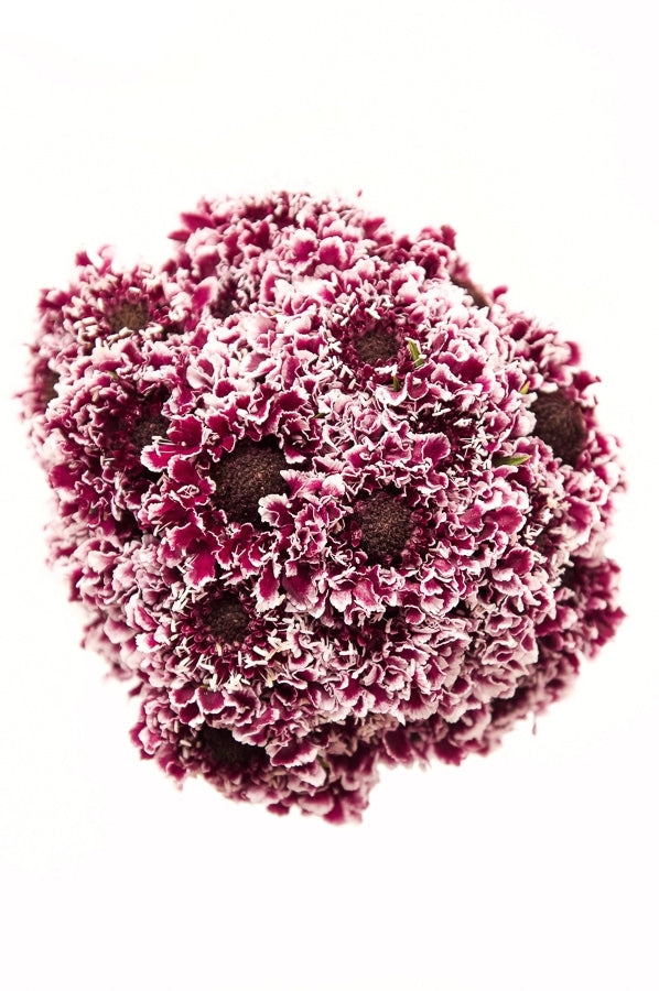 Purple and White Pincushion Flower